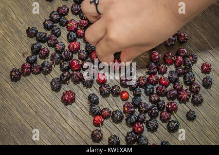 Pitanga, esotica frutta brasiliani. mano del bambino di raccolta di frutti. Ciliegio brasiliano, Suriname, ciliegio, ciliegio Cayenne. Foto Stock