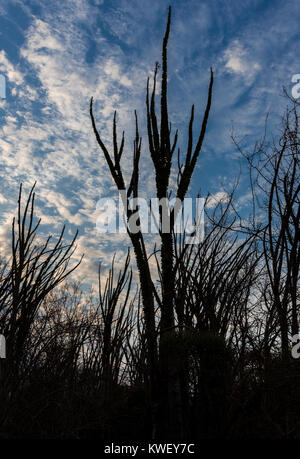 Alluaudia procera, o il Madagascar ocotillo, sono unici per la foresta spinosa a Berenty riserva privata nel sud-ovest del Madagascar, Africa. Foto Stock