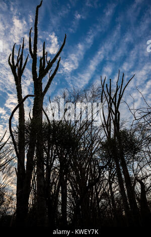 Alluaudia procera, o il Madagascar ocotillo, sono unici per la foresta spinosa a Berenty riserva privata nel sud-ovest del Madagascar, Africa. Foto Stock