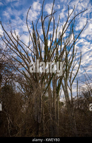 Alluaudia procera, o il Madagascar ocotillo, sono unici per la foresta spinosa a Berenty riserva privata nel sud-ovest del Madagascar, Africa. Foto Stock