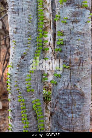 Alluaudia procera, o il Madagascar ocotillo, sono unici per la foresta spinosa a Berenty riserva privata nel sud-ovest del Madagascar, Africa. Foto Stock