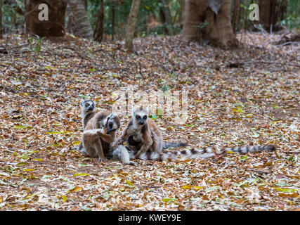 Una famiglia di ring-tailed lemuri (Lemur catta) a Berenty riserva privata. Madagascar, Africa. Foto Stock