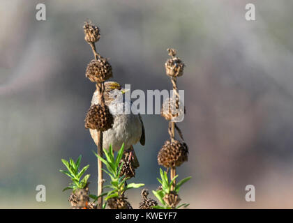 Golden-incoronato Sparrow seduta in cespugli dietro di sementi di fiori in cialde. Il golden-incoronato sparrow è comune lungo il bordo occidentale del Nord America. Foto Stock