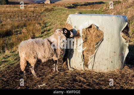 Pecore Swaledale mangiare a partire da una plastica ricoperto rotoballa di fieno, Teesdale, County Durham, Regno Unito Foto Stock