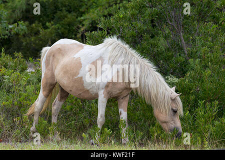 Un pony selvatici, cavallo, di Assateague Island, Maryland, Stati Uniti d'America. Questi animali sono noti anche come Assateague cavalli o pony Chincoteague. Foto Stock