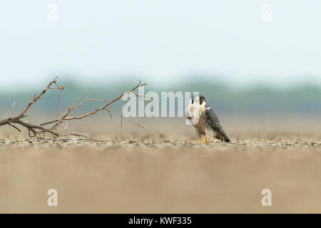 Falco pellegrino sulla seduta sul terreno a Little Rann di Kutch, Gujarat Foto Stock