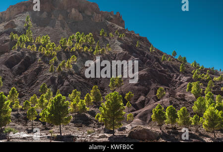 Paesaggio marocchino immagine con alberi e topografia aspra. Foto Stock