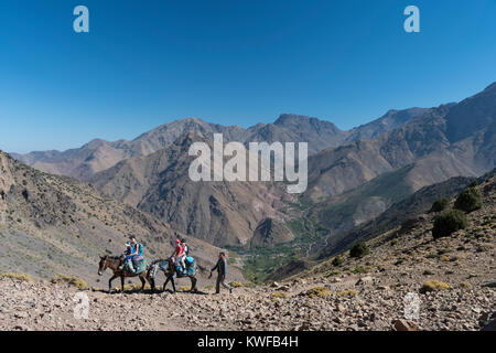 Trekking con mule in Marocco Alto Atlante Foto Stock