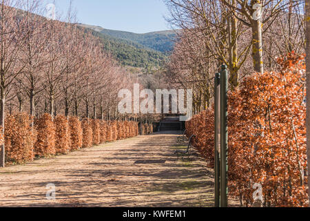 Il percorso nei giardini del palazzo reale La Granja de San Ildefonso su un giorno d'inverno. Segovia Spagna Foto Stock