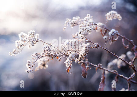 Un back lit frosty alba delle nature decor. Sfondo sottile con messa a fuoco poco profonde erbe e fiori in colori neutri Foto Stock