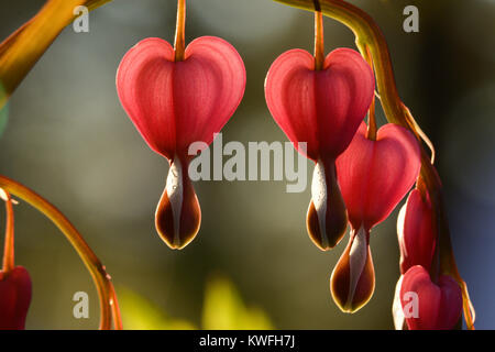 Macro orizzontale dello stelo di sanguinamento cuori; rosa e succosa. bella rosa, verdi con profondità di campo ridotta. Piuttosto intenzionale bokeh di fondo Foto Stock
