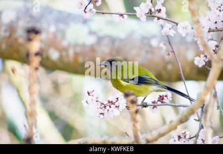 La Nuova Zelanda bellbird, anche noto con i suoi nomi Māori korimako e makomako, è un passerine uccello endemico della Nuova Zelanda. Foto Stock