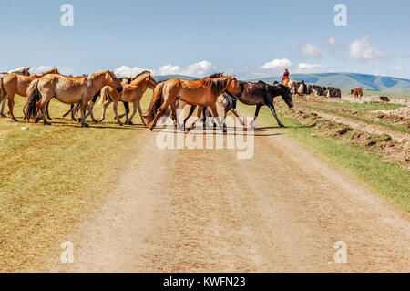 Distretto Shine-Ider, Mongolia - Luglio 22, 2010: cavalli mongola si imbrancò da cavallo nomad croce traccia di sporcizia sulla steppa Khovsgol nella provincia del nord Foto Stock