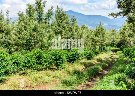 Caffè cespugli crescono in ombra di alberi di grevillea sulla piantagione di caffè nel caffè crescente area vicino a Antigua, Guatemala, America Centrale Foto Stock