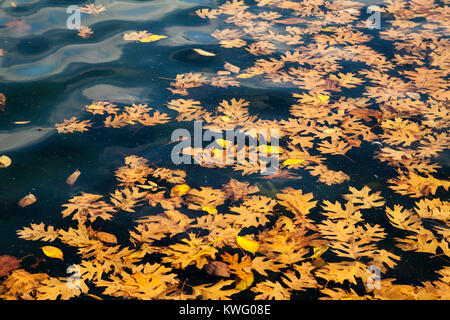 Foglie di autunno galleggianti in Lincoln Memorial stagno riflettente, Washington DC, USADee Jolie Foto Stock