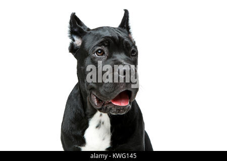 Bellissimo cane corso cucciolo Foto Stock