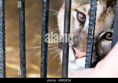 Foto di wild cat triste in una gabbia zoo Foto Stock