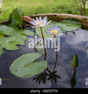 Water Lilies all'interno di una mano scolpita in pietra pentola a Bali, Indonesia Foto Stock