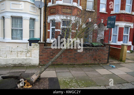 A nord di Londra, Regno Unito. 3 gennaio, 2018. Un albero caduto nel giardino di una casa in Haringey, North London causati dalla tempesta Eleonora. Tempesta Eleanor hits UK come 100mph raffiche di vento è stata registrata mediante il Met Office. Avviso di colore giallo sono in posizione per il Galles, Inghilterra, la maggior parte dell' Irlanda del Nord e le parti del sud della Scozia. Credito: Dinendra Haria/Alamy Live News Foto Stock