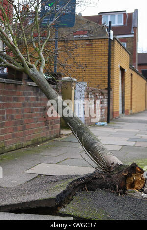 A nord di Londra, Regno Unito. 3 gennaio, 2018. Un albero caduto nel giardino di una casa in Haringey, North London causati dalla tempesta Eleonora. Tempesta Eleanor hits UK come 100mph raffiche di vento è stata registrata mediante il Met Office. Avviso di colore giallo sono in posizione per il Galles, Inghilterra, la maggior parte dell' Irlanda del Nord e le parti del sud della Scozia. Credito: Dinendra Haria/Alamy Live News Foto Stock