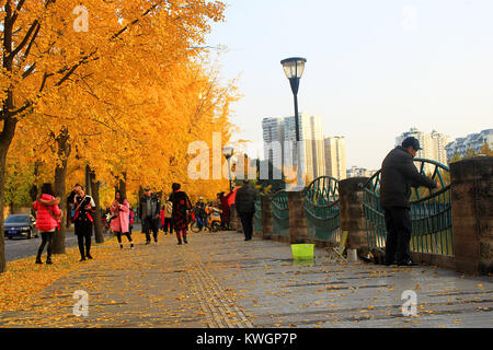 Chengdu Chengdu, in Cina. L'8 dicembre, 2017. Chengdu, Cina-8Dicembre 2017:(solo uso editoriale. Cina OUT) .le persone godono di golden ginkgo a Chengdu, Cina sud-occidentale della provincia di Sichuan. Credito: SIPA Asia/ZUMA filo/Alamy Live News Foto Stock