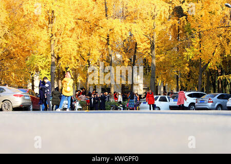 Chengdu Chengdu, in Cina. L'8 dicembre, 2017. Chengdu, Cina-8Dicembre 2017:(solo uso editoriale. Cina OUT) .le persone godono di golden ginkgo a Chengdu, Cina sud-occidentale della provincia di Sichuan. Credito: SIPA Asia/ZUMA filo/Alamy Live News Foto Stock