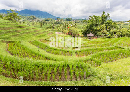 Vista dal riso jatiluwih terrazza, Bali Foto Stock