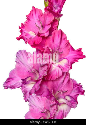 Singola rosa delicato gladiolus flower close up, isolato su sfondo bianco Foto Stock