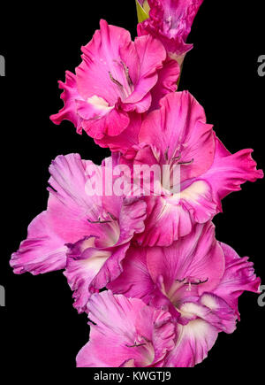 Singola rosa delicato gladiolus flower close up, isolata su uno sfondo nero Foto Stock