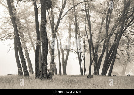 Mattinata nebbiosa nel parco con prato verde Foto Stock