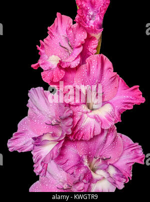 Unico spike di gladiolus fiore con petali di rosa, viola e il colore bianco e gocce di acqua di pioggia chiudono, isolata su uno sfondo nero Foto Stock