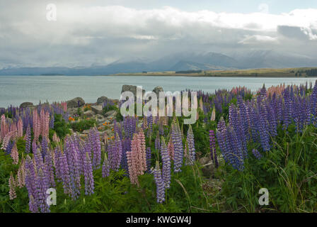 Stordimento e colorato paesaggio del Lago Tekapo, Primavera / Estate con il lago blu circondato da montagne innevate e colorfull schieramenti di lupini. Foto Stock