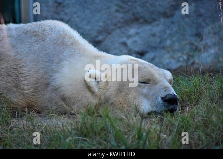 Orso polare Sleeping Foto Stock