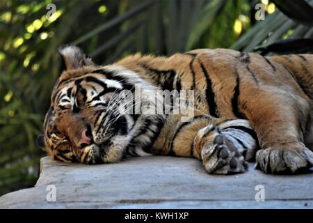 Tigre gigantesca Sleeping Foto Stock