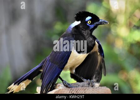 Blue Jay fino vicino Foto Stock