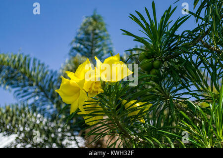 Di colore giallo brillante fiori e frutta verde di Cascabela thevetia o Thevetia peruviana tree, Kenya, Africa orientale Foto Stock