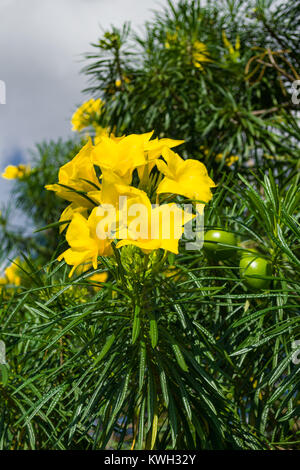 Di colore giallo brillante fiori e frutta verde di Cascabela thevetia o Thevetia peruviana tree, Kenya, Africa orientale Foto Stock