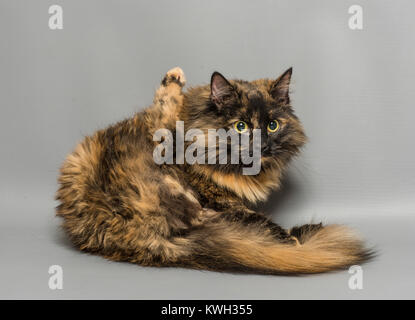 Capelli lunghi tabby domestico pulizia gatto Foto Stock