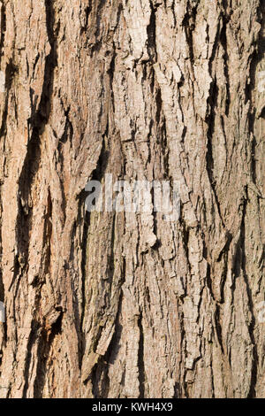 Silber-Weide, Silberweide, Rinde, Borke, Stamm, Baumstamm, Weissweide, Weißweide, Weide, Salix alba, Salice bianco, corteccia, cotenna, tronco, stelo, Le Saule b Foto Stock