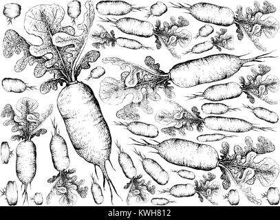 Radici tuberose e verdure, Illustrazione disegnata a mano lo schizzo di bianco Ravanelli o Daikon Ravanelli isolati su sfondo bianco Illustrazione Vettoriale
