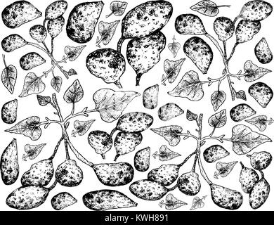 Radici tuberose e verdure, Illustrazione disegnata a mano schizzo di Ullucus Tuberosus impianto isolato su sfondo bianco. Illustrazione Vettoriale