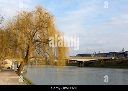 Salice piangente dal ponte stradale (Totova Cesta) a Maribor, Slovenia. Il ponte attraversa il fiume Drava. Foto Stock