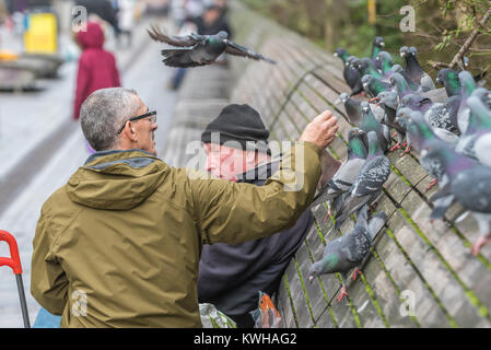 Uomo di alimentazione piccioni selvatici (Columba livia domestica) nella città di Brighton, East Sussex, Inghilterra, Regno Unito. Foto Stock