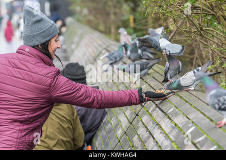 Donna alimentazione piccioni selvatici (Columba livia domestica) nella città di Brighton, East Sussex, Inghilterra, Regno Unito. Foto Stock