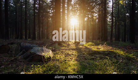 Silent Forest in primavera con una bella luce solare luminosa Foto Stock