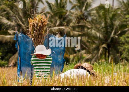 Donna Balinese lavorando nel campo di riso durante il raccolto, Ubud, Bali, Indonesia. Foto Stock