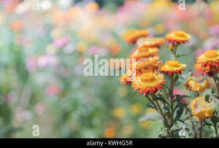 Un bel colore arancione fiore di paglia sulla natura bcakground e della luce del sole, soft focus Foto Stock