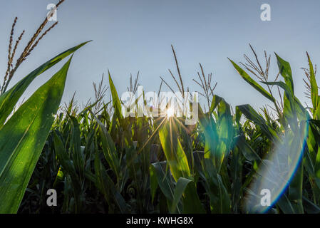 Raggi di sole che splende attraverso gli stocchi mais un pomeriggio estivo Foto Stock