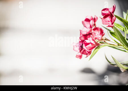 Bordo floreale con fiori di colore rosso. Oleandro fiori nella luce dello sfondo in legno Foto Stock