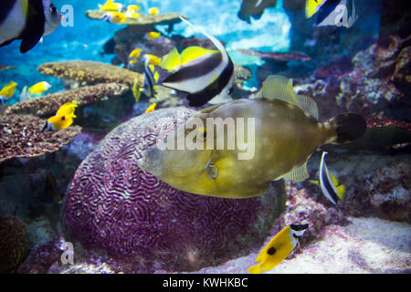 RF - Foto di varie forme di vita marina. pesce tropicale, la tartaruga, meduse, stingray, acquario 198 Foto Stock